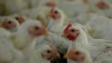 gripe aviária - influenza - gripe