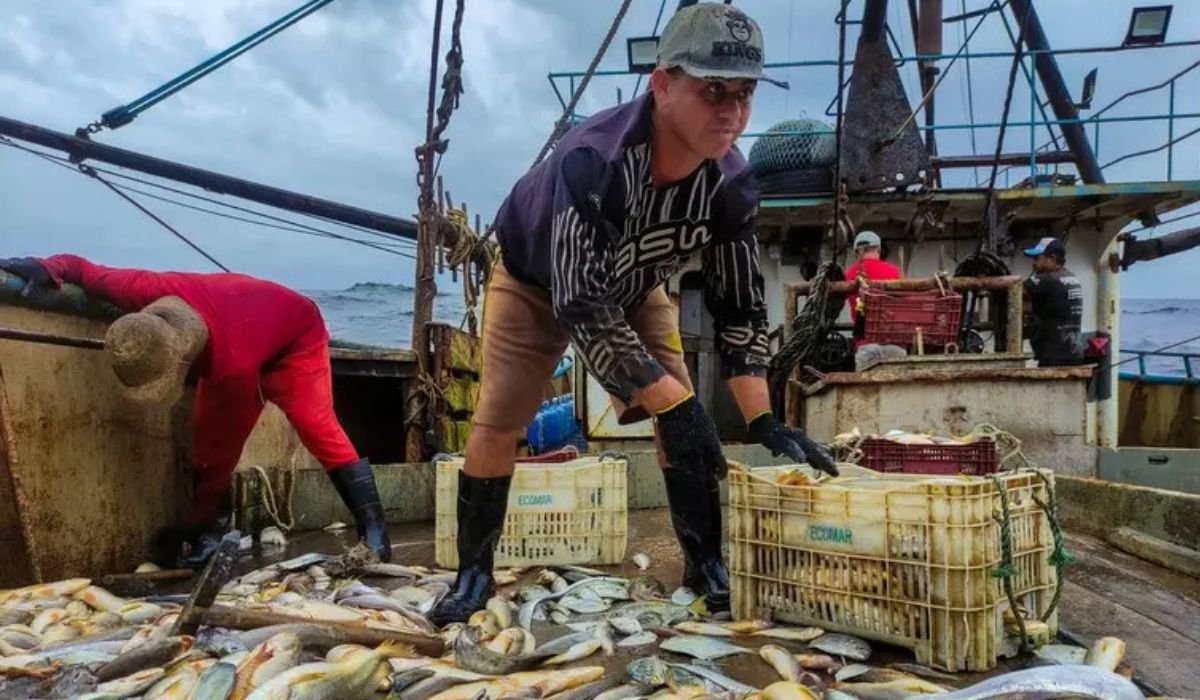 Pescados SC vai fomentar setor pesqueiro e promete ser o maior investimento da história