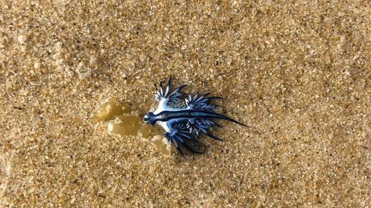 dragão azul na areia da praia