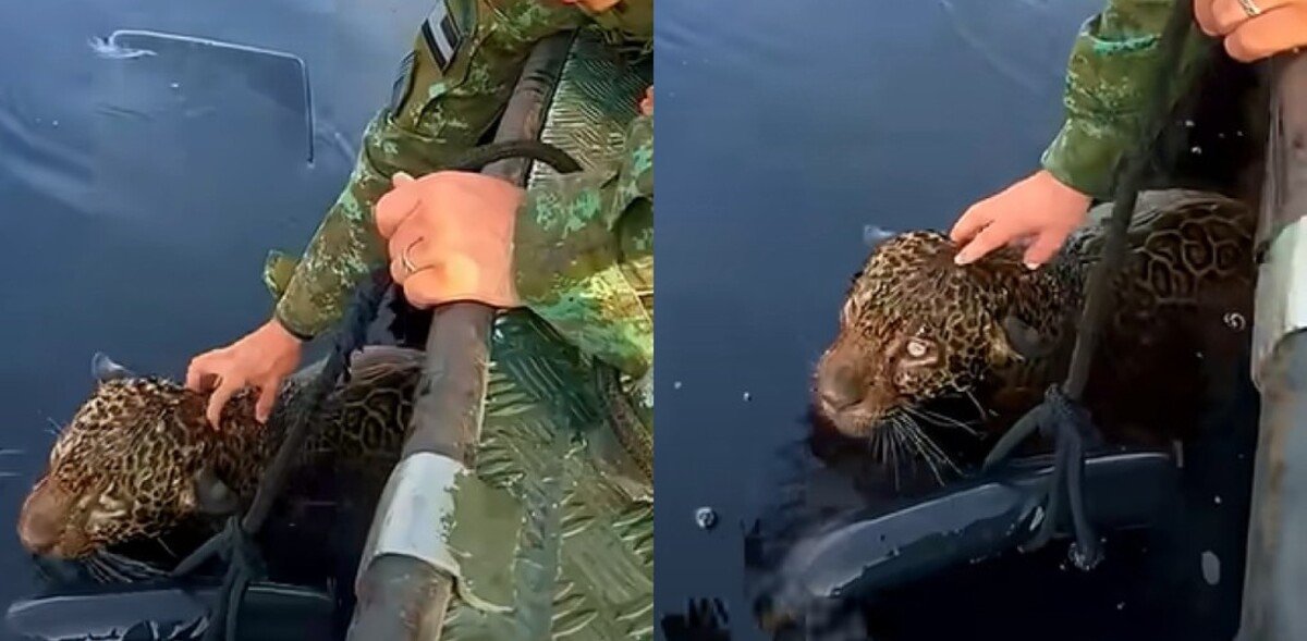 Onça-pintada retribui resgate deixando humano a fazer "cafuné"