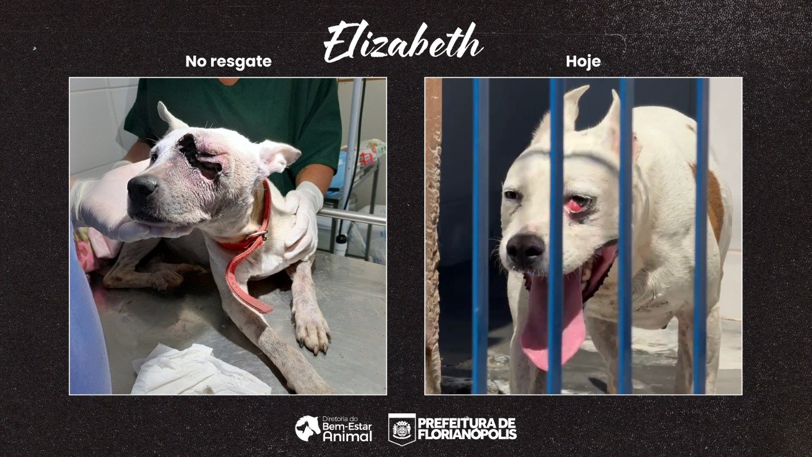 Animais resgatados têm chance de recomeçar com atendimentos veterinários proporcionados pela Dibea de Florianópolis