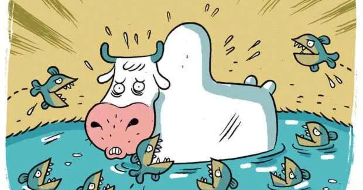 O que significa ser 'boi de piranha', ditado de Ana Paula Renault no BBB 26