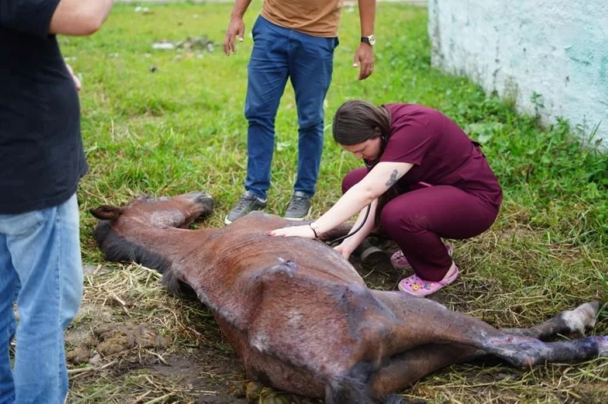 Cidade de SP é a 1° a aplicar decreto ‘Justiça por Orelha’
