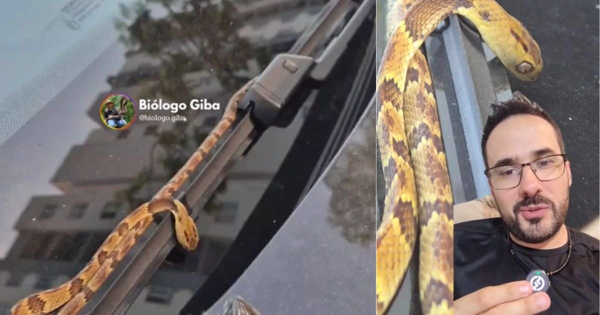 Acordou e deu de cara com 'jararaca' no carro Cena inusitada assusta motorista em SC