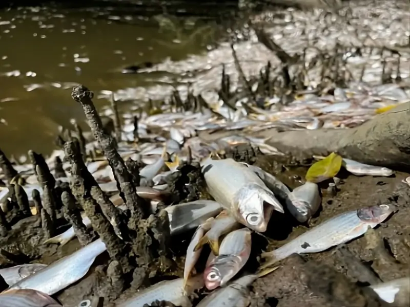 UFSC contesta IMA e atribui esgoto à morte de peixes no Itacorubi, em Florianópolis • Sul de Floripa