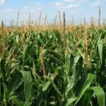 Valor de Produção Agropecuária de SC cresce 15% e atinge R$ 74,9 bilhões