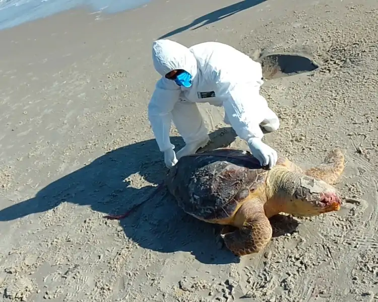 Tartaruga com 74 cm de comprimento é registrada morta na Praia de Jurerê, em Florianópolis • Sul de Floripa