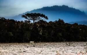 Inverno começa neste domingo (21) com onda de frio intenso em Santa Catarina