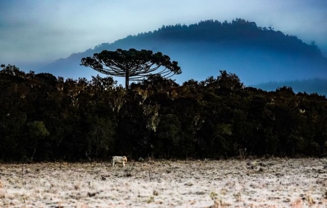 Inverno começa neste domingo (21) com onda de frio intenso em Santa Catarina