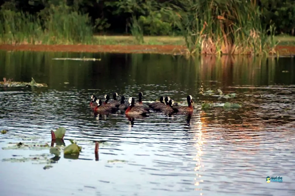 Lagoa da Chica – um refúgio de natureza e tranquilidade no Campeche 1
