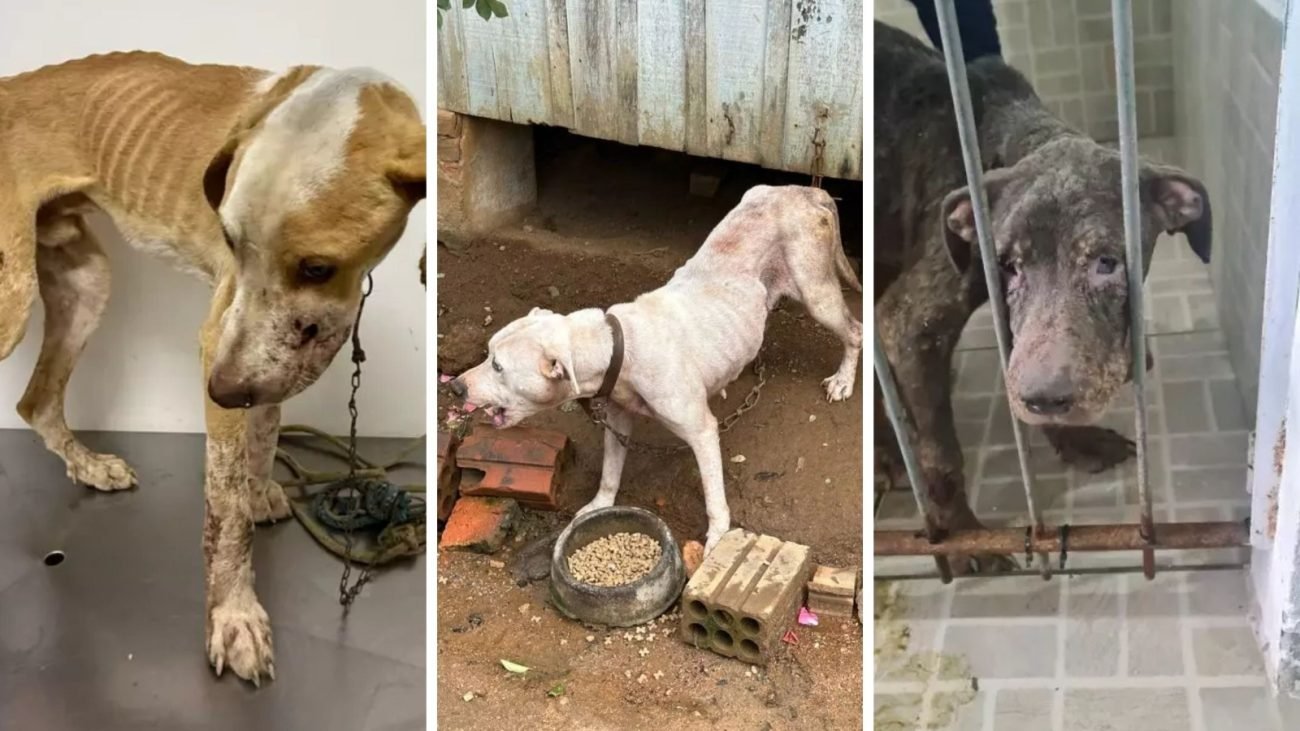 Palhoça lidera ranking de maus-tratos a animais em SC e Grande Florianópolis concentra três cidades entre as mais críticas