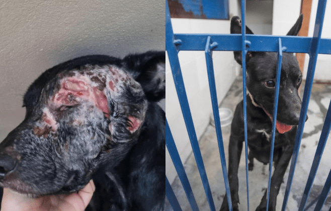 Redução de eutanásias de cães: Florianópolis é o primeiro município do Brasil a custear tratamento contra Leishmaniose Visceral Canina