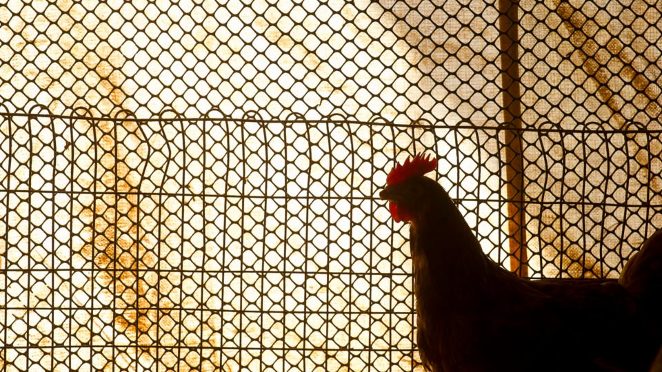 Como o cooperativismo tirou o apelo do êxodo rural