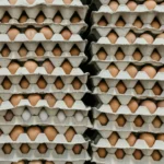 Escala na produção de ovos foi a base para a expansão dos negócios de Ricardo Faria no exterior