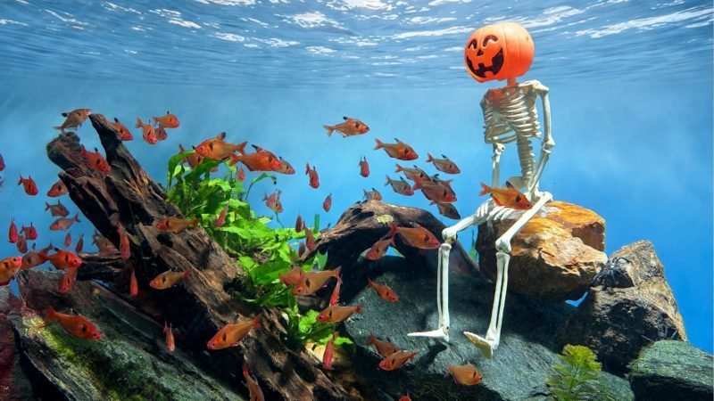 Aquário entra em ritmo de Halloween e animais recebem desafios em suas casas decoradas com abóboras, esqueletos e fantasmas