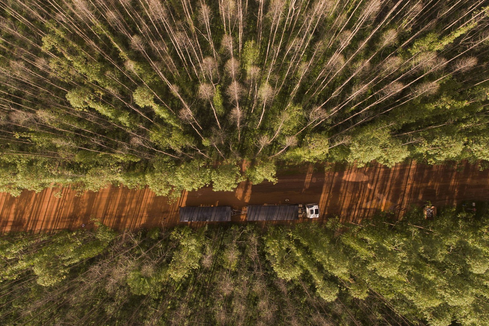 Árvores cultivadas como resiliência ao clima do amanhã - 11/10/2026 - Opinião