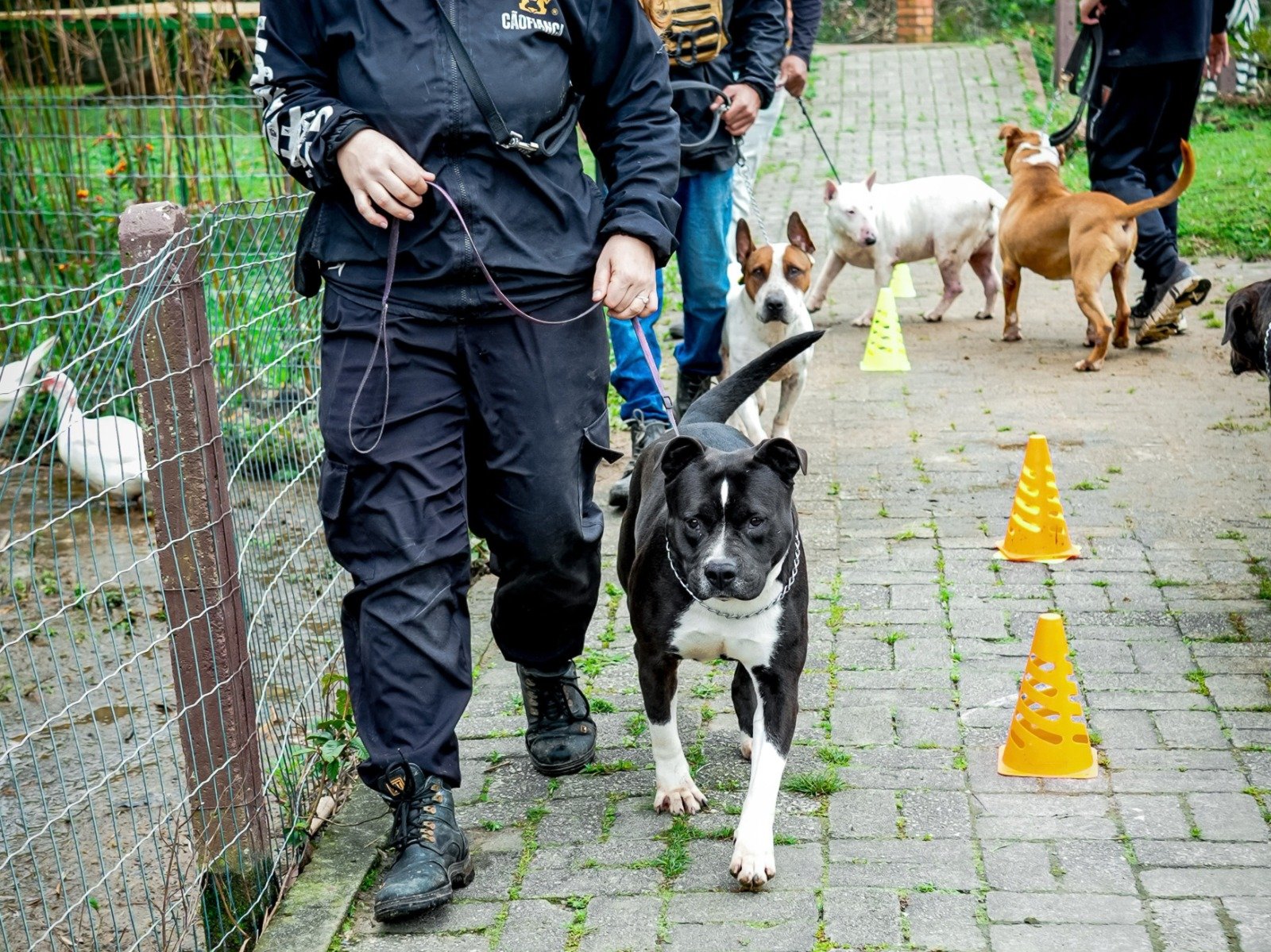 Prefeitura promove feira de adoção com 17 cães em processo de adestramento e ressocialização